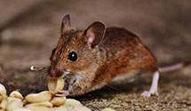 24 Hour & Emergency Exterminators in Grand Jct, CO